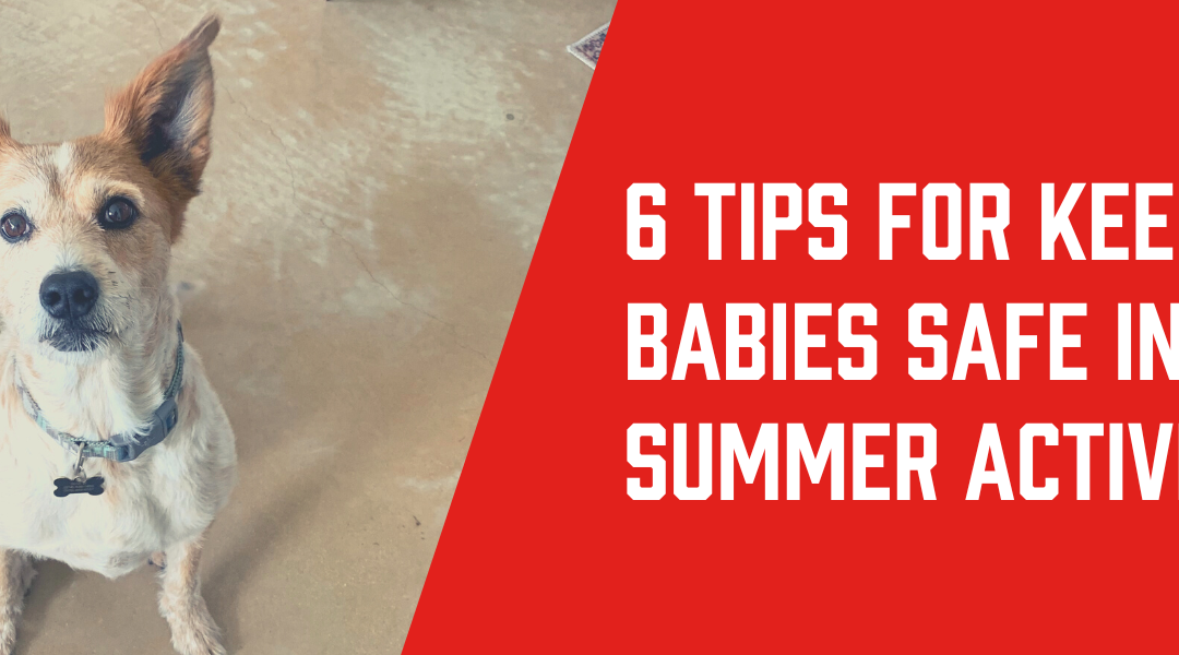 6 Tips for Keeping Fur Babies Safe During Summer Activity