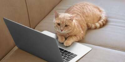 cat playing on computer